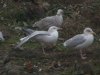 Herring Gull at Barling Rubbish Tip (Steve Arlow) (123470 bytes)